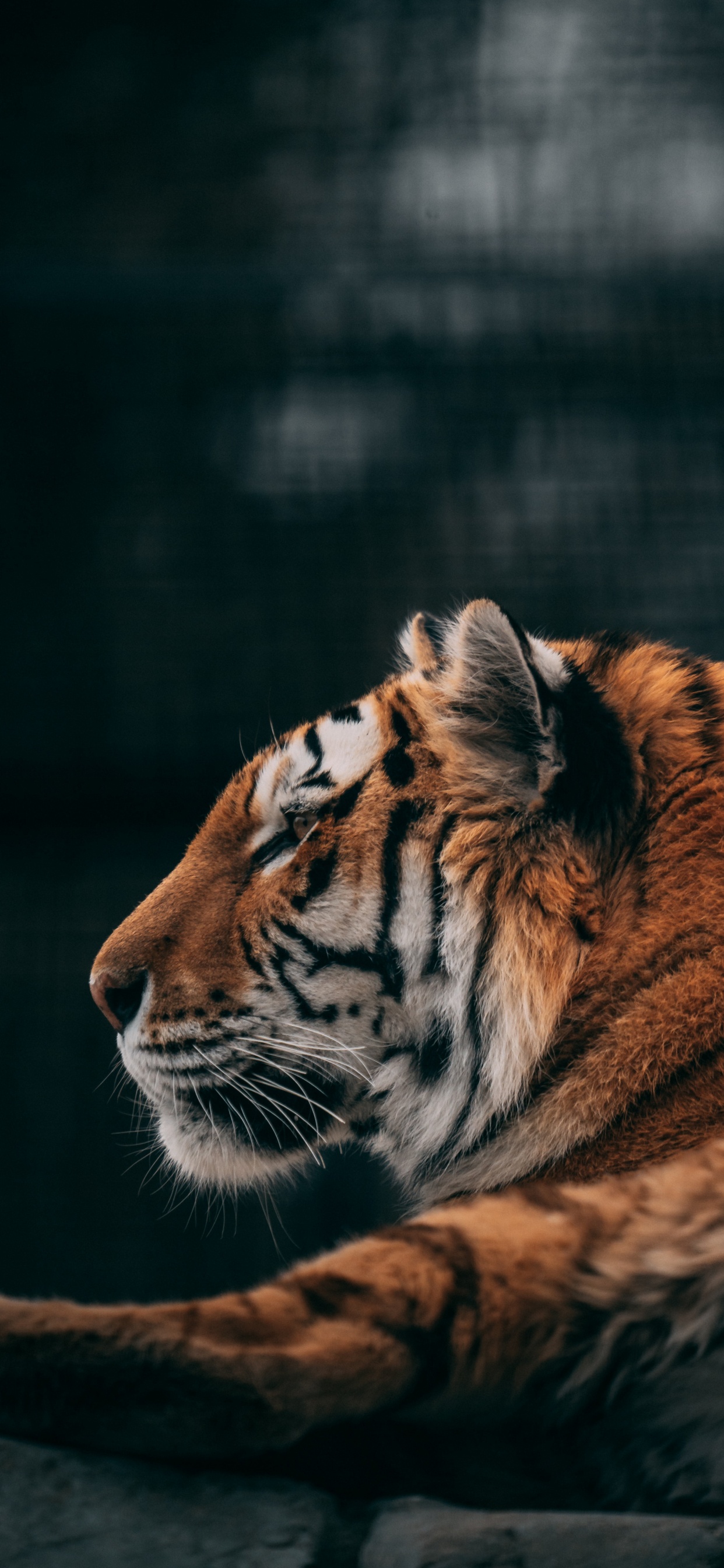 Обои тигр, живая природа, кошачьих, кот, большая кошка в разрешении 1242x2688