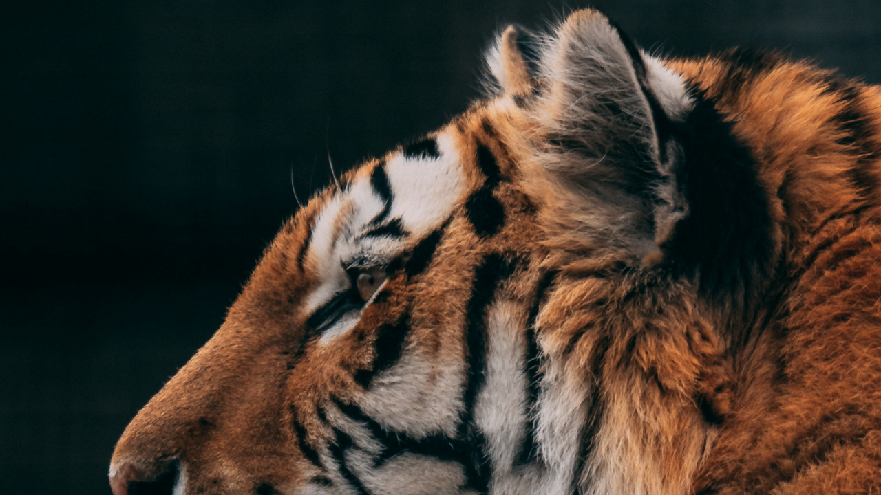 Обои тигр, живая природа, кошачьих, кот, большая кошка в разрешении 1280x720