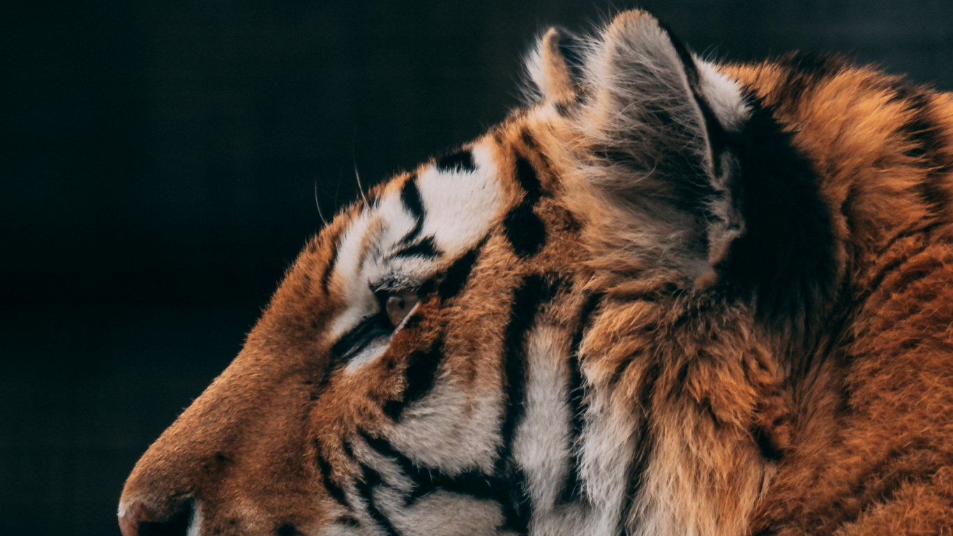 Обои тигр, живая природа, кошачьих, кот, большая кошка в разрешении 1366x768