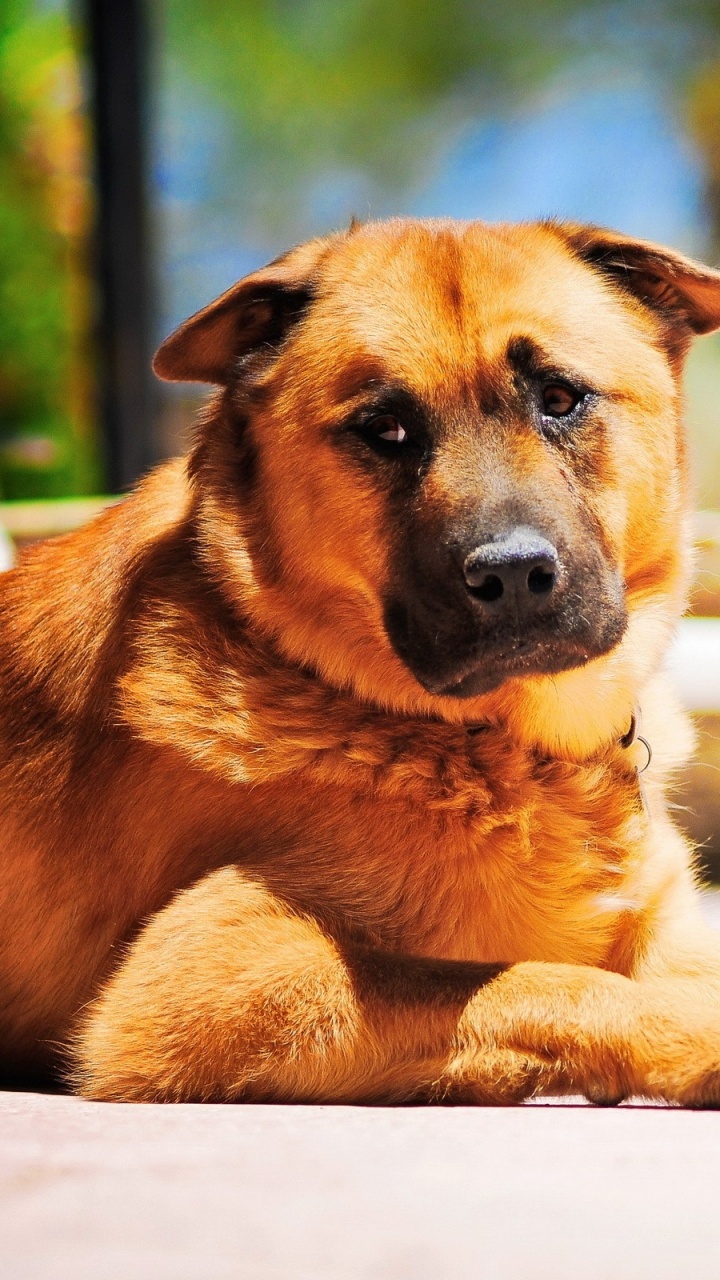 Обои щенок, пес, собака породы, морда, уличные собаки в разрешении 720x1280