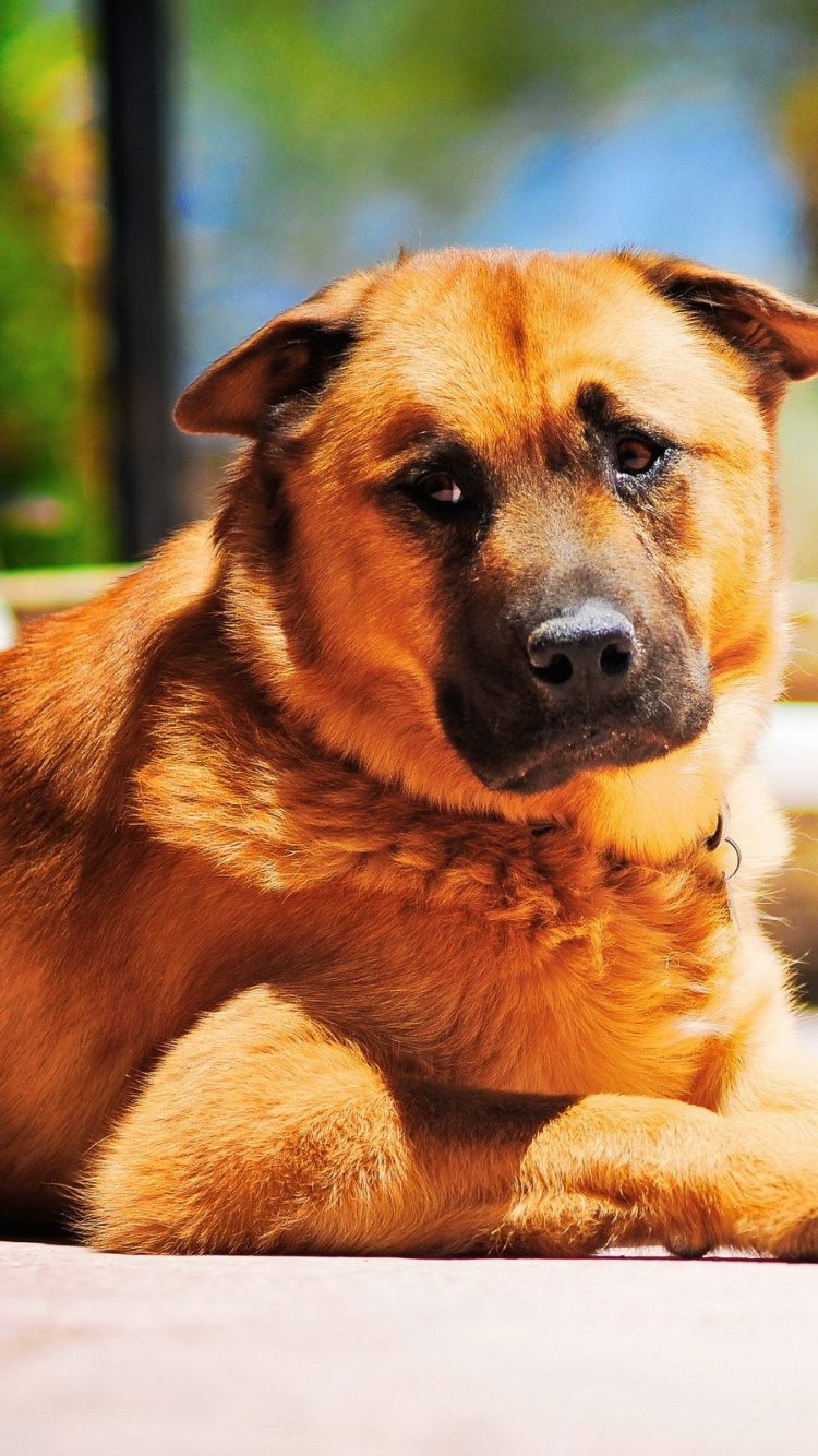 Обои щенок, пес, собака породы, морда, уличные собаки в разрешении 750x1334