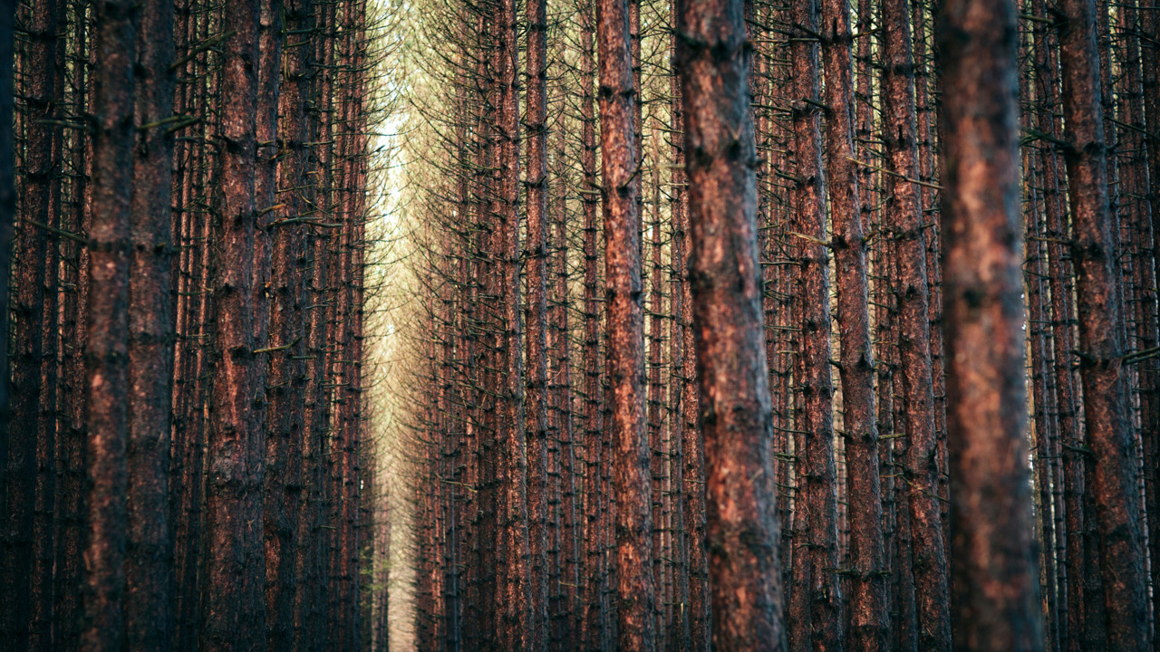 Обои лес, дерево, древесина, туманные леса, старовозрастные леса в разрешении 1280x720