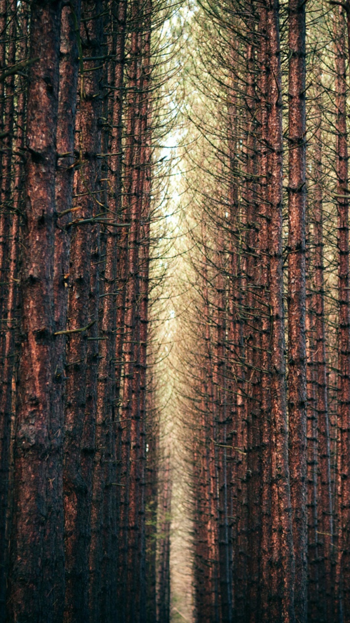 Обои лес, дерево, древесина, туманные леса, старовозрастные леса в разрешении 720x1280