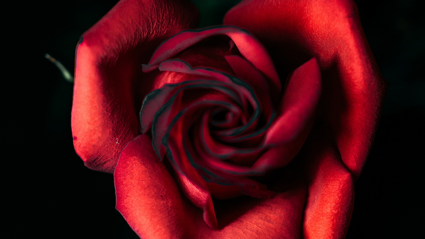 Обои Роза, цветок, красный цвет, сад роз, лепесток в разрешении 1366x768