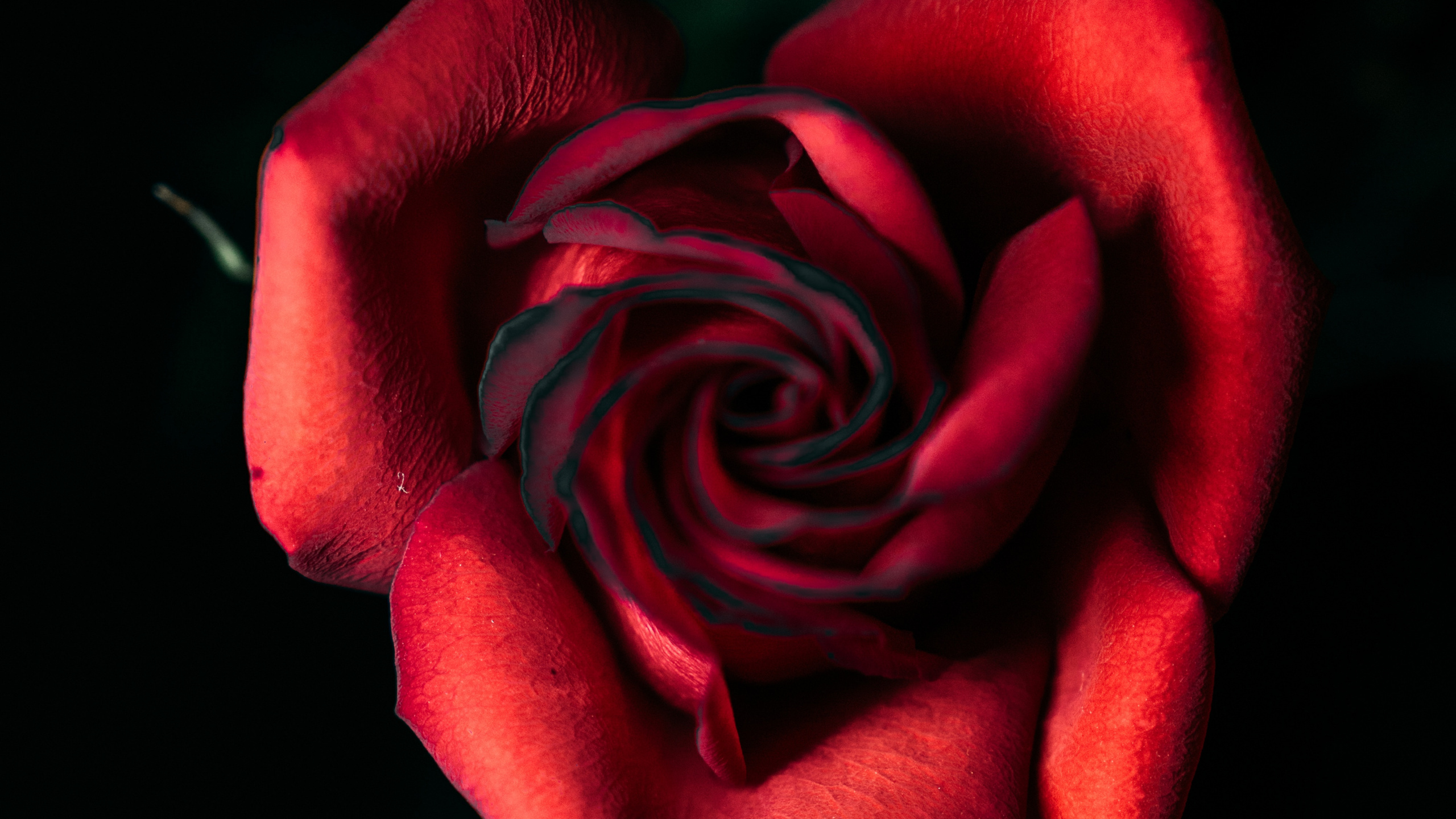 Обои Роза, цветок, красный цвет, сад роз, лепесток в разрешении 2560x1440