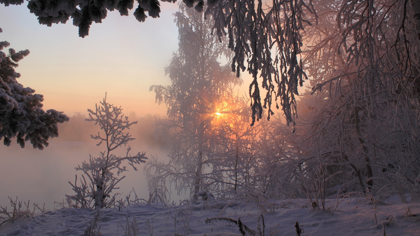 Обои зима, снег, дерево, замораживание, утро в разрешении 1366x768