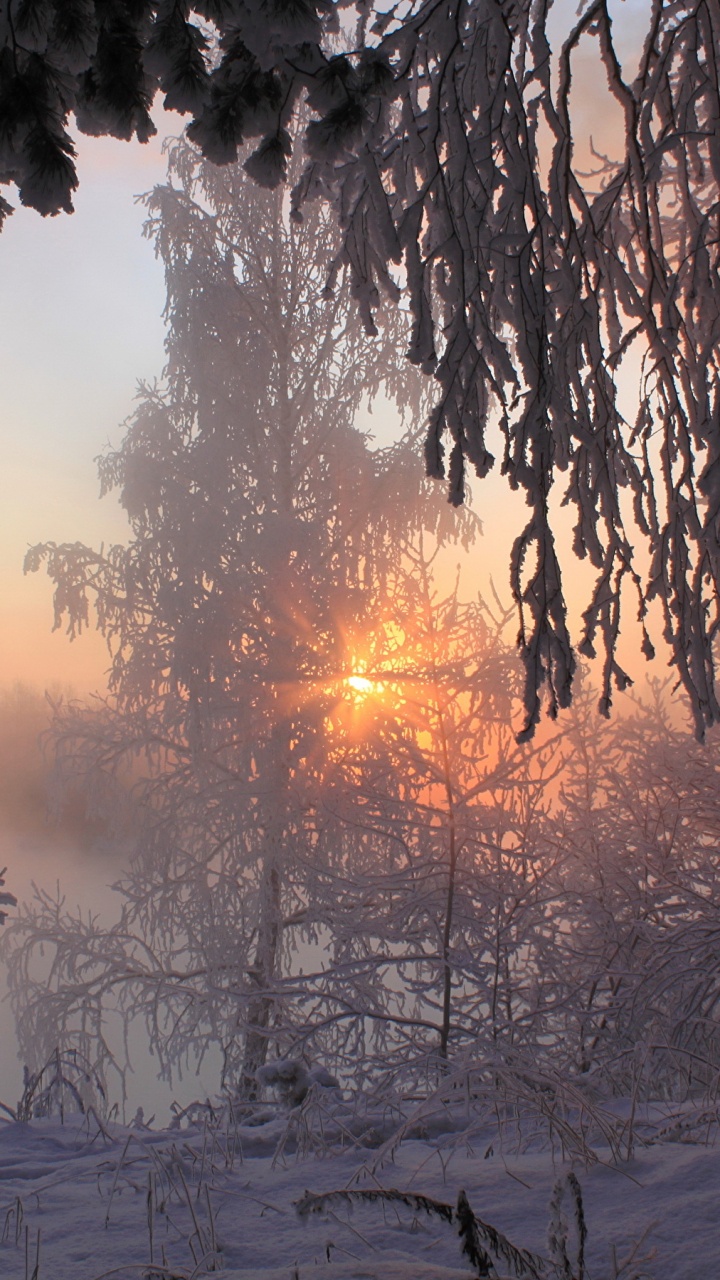 Обои зима, снег, дерево, замораживание, утро в разрешении 720x1280