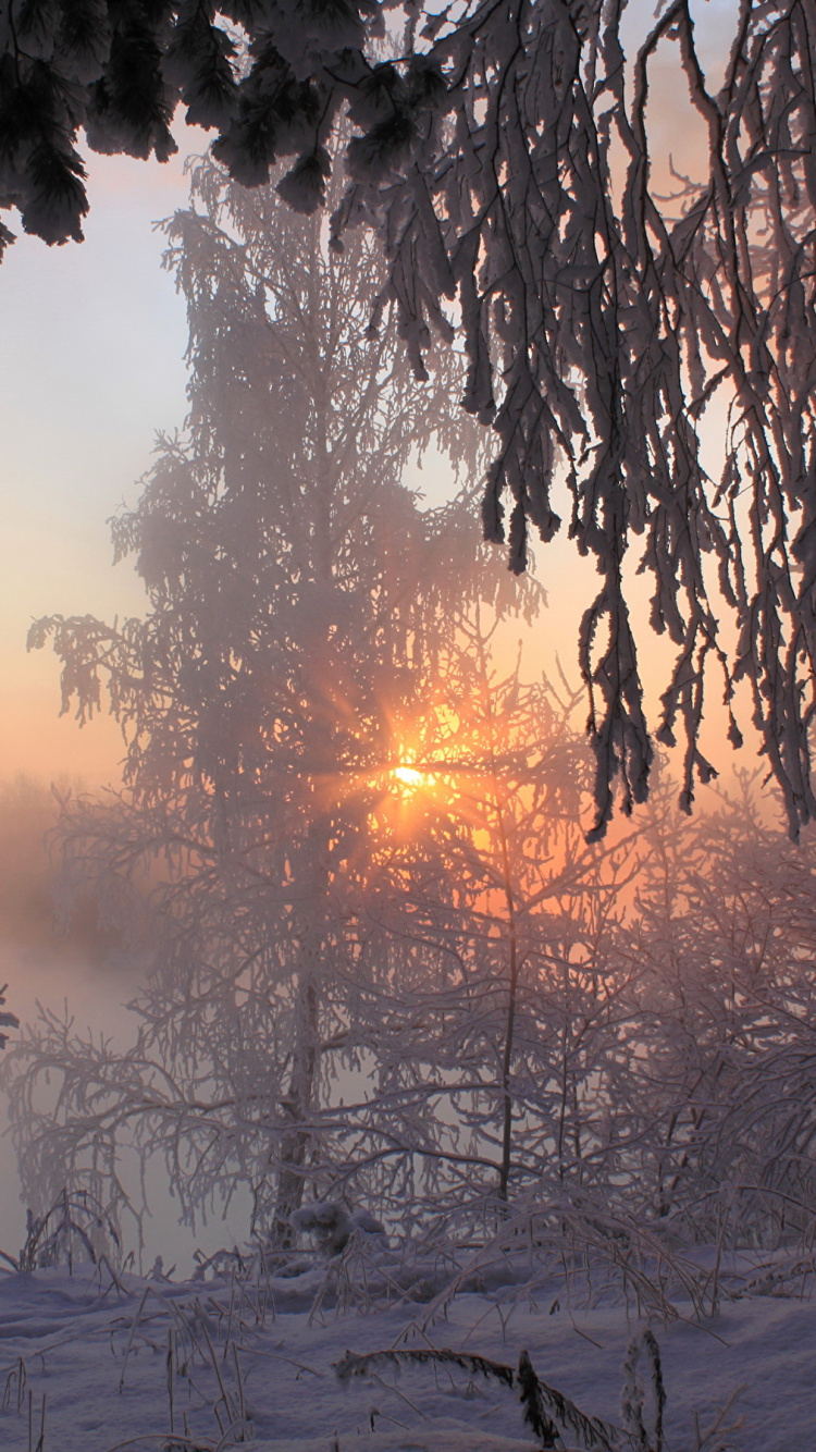 Обои зима, снег, дерево, замораживание, утро в разрешении 750x1334