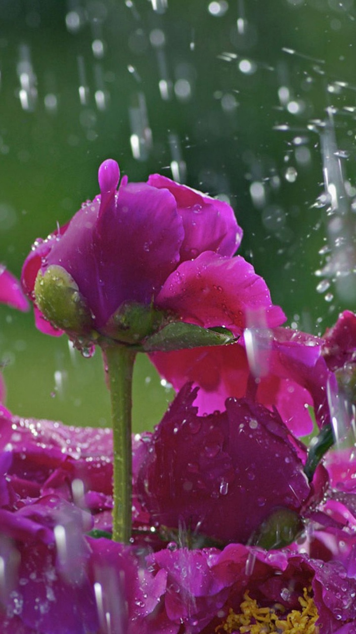 Обои дождь, весна, Апрель душ, цветок, лепесток в разрешении 720x1280