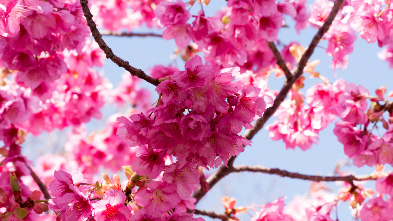 Обои расцвет, цветок, дерево, ветвь, цветение вишни в разрешении 1280x720