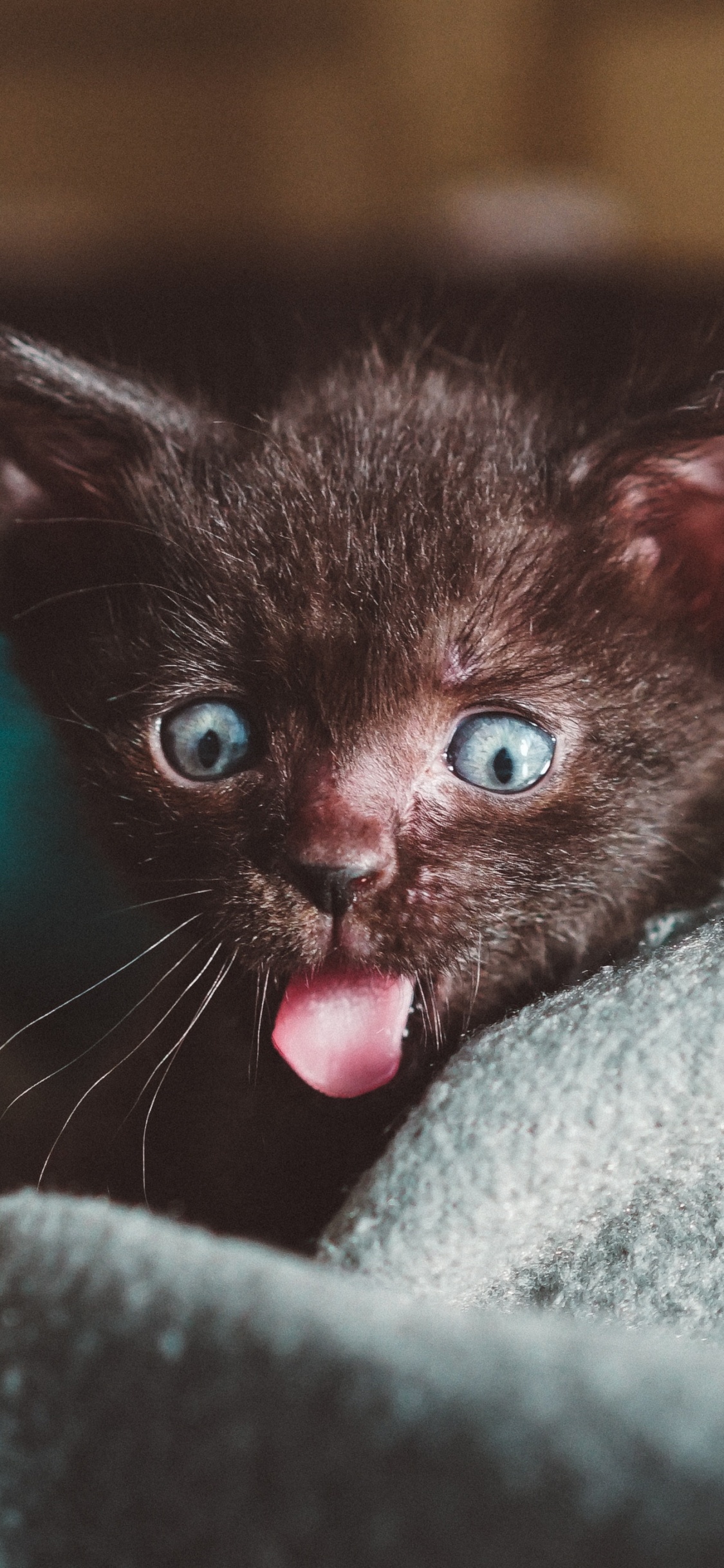 Обои котенок, кот, привлекательность, щенок, бакенбарды в разрешении 1125x2436