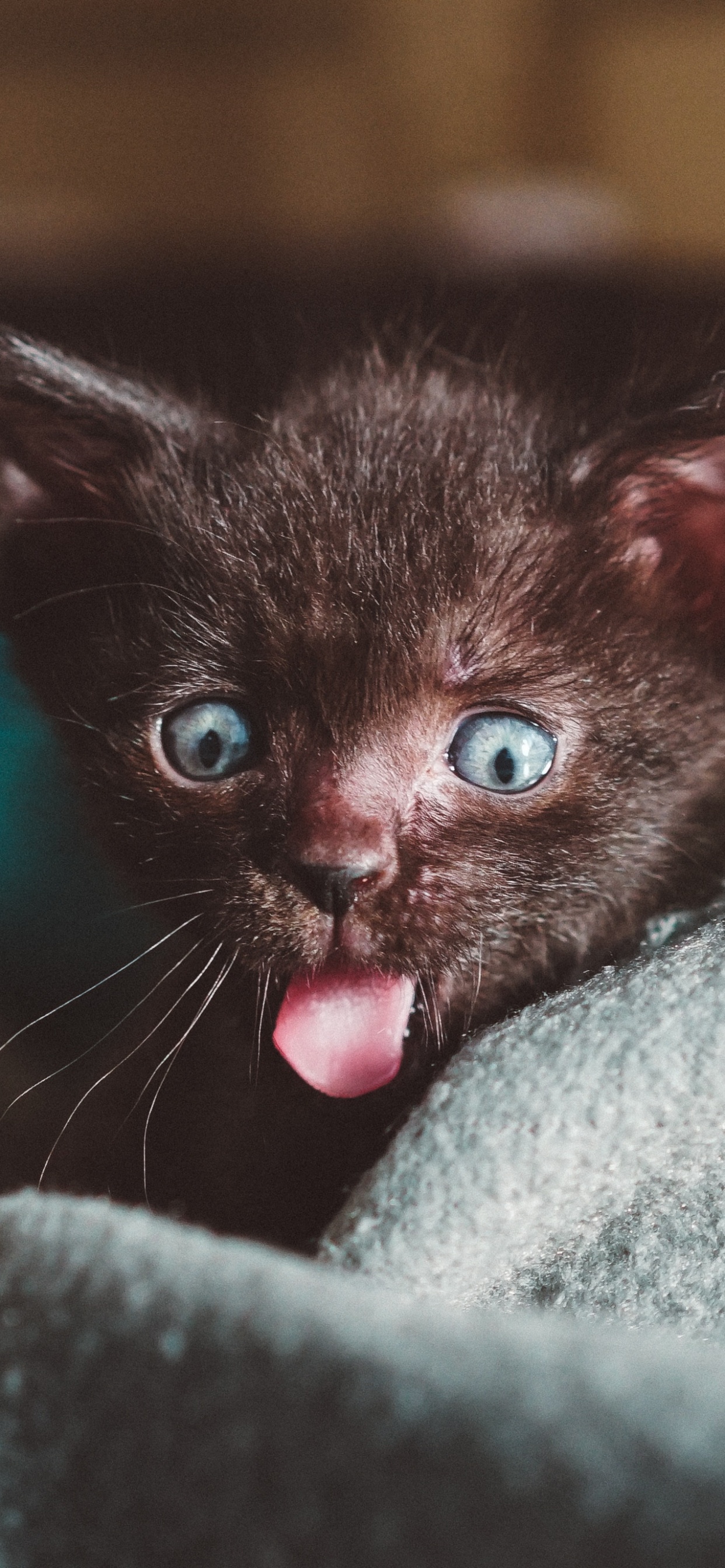 Обои котенок, кот, привлекательность, щенок, бакенбарды в разрешении 1242x2688