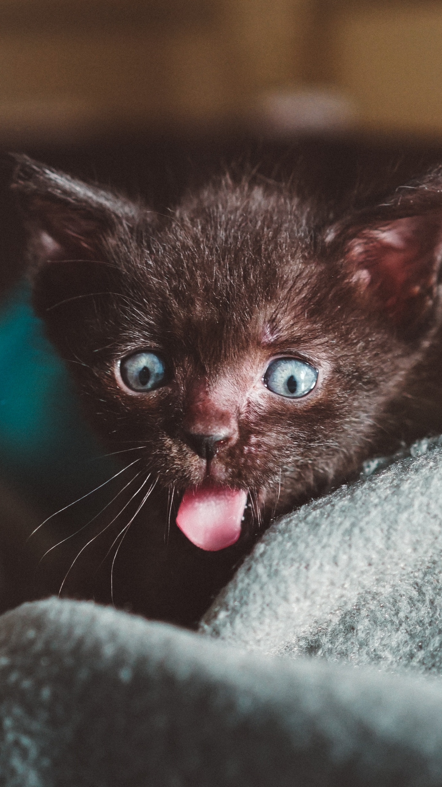 Обои котенок, кот, привлекательность, щенок, бакенбарды в разрешении 1440x2560