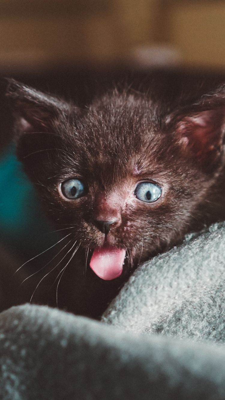 Обои котенок, кот, привлекательность, щенок, бакенбарды в разрешении 750x1334