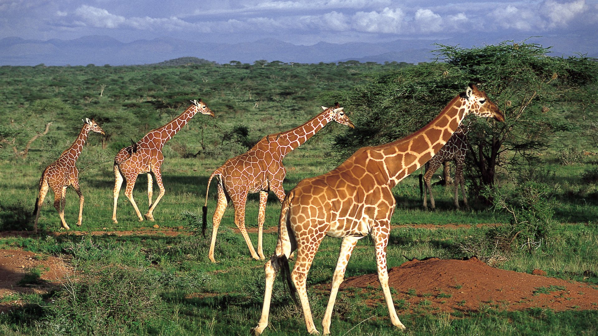 Обои масаи Мара, Национальный Парк Амбосели, сафари, путешествие, Жираф в разрешении 1920x1080