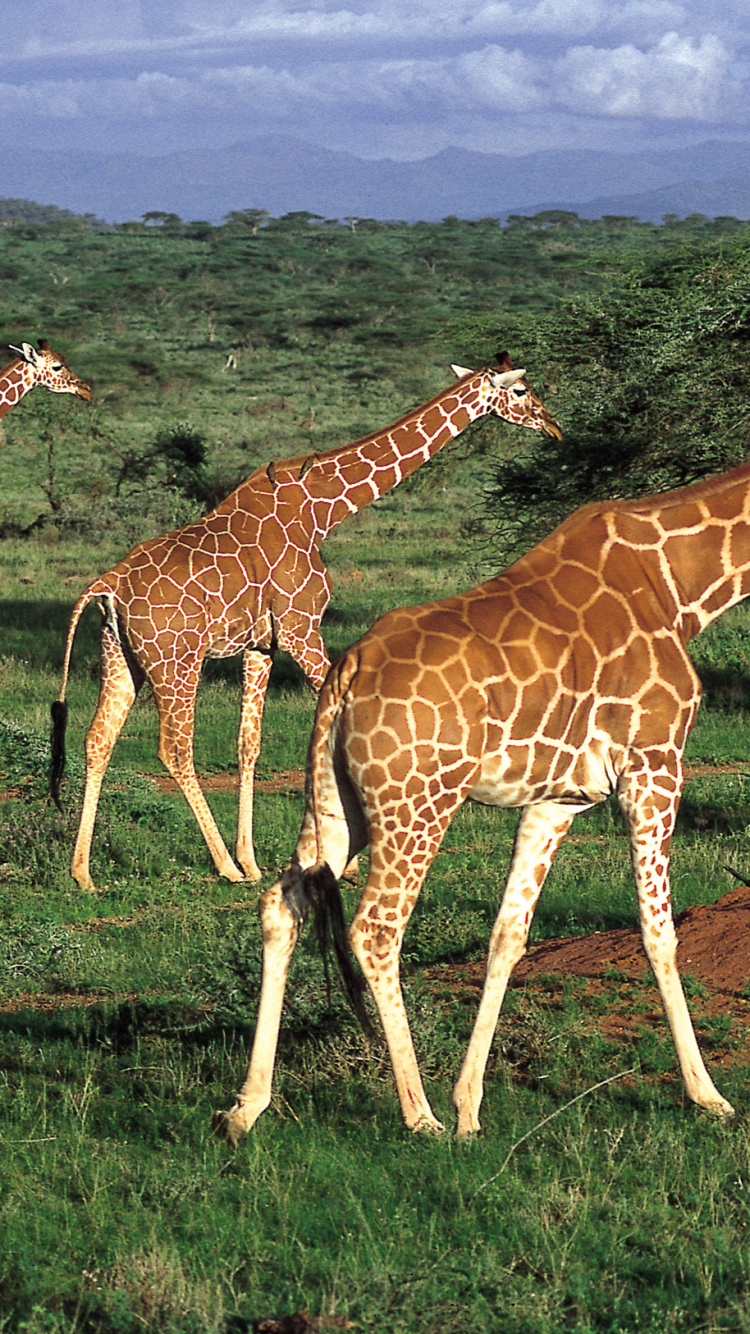 Обои масаи Мара, Национальный Парк Амбосели, сафари, путешествие, Жираф в разрешении 750x1334