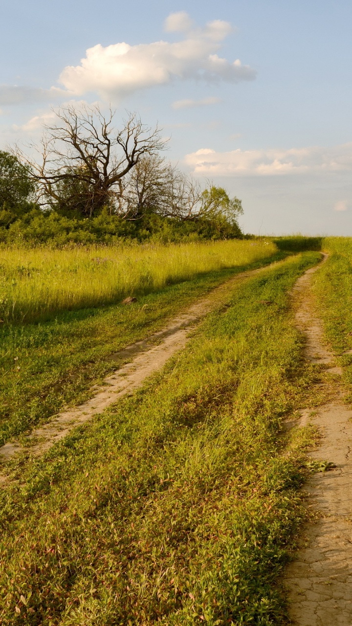 Обои сенокосное угодье, поле, арболес Карлисл, трава, дерево в разрешении 720x1280