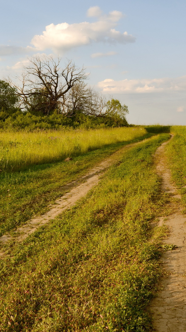 Обои сенокосное угодье, поле, арболес Карлисл, трава, дерево в разрешении 750x1334