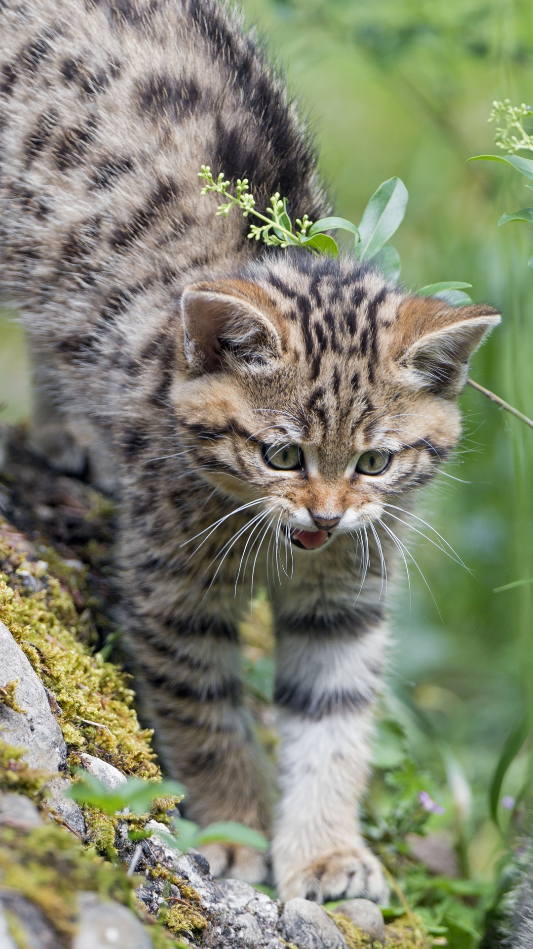 Обои кот, котенок, Дикая кошка, кошачьих, бакенбарды в разрешении 1080x1920