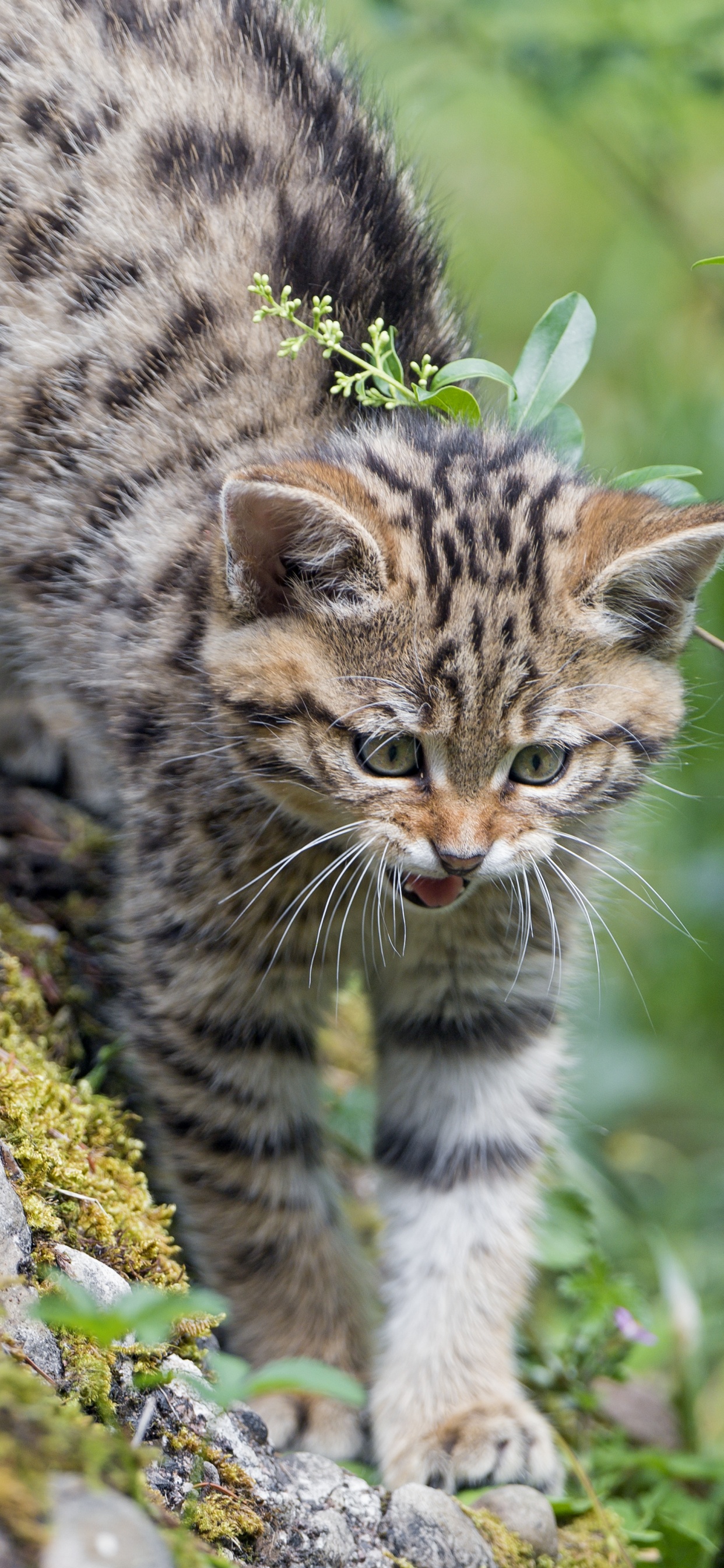 Обои кот, котенок, Дикая кошка, кошачьих, бакенбарды в разрешении 1242x2688