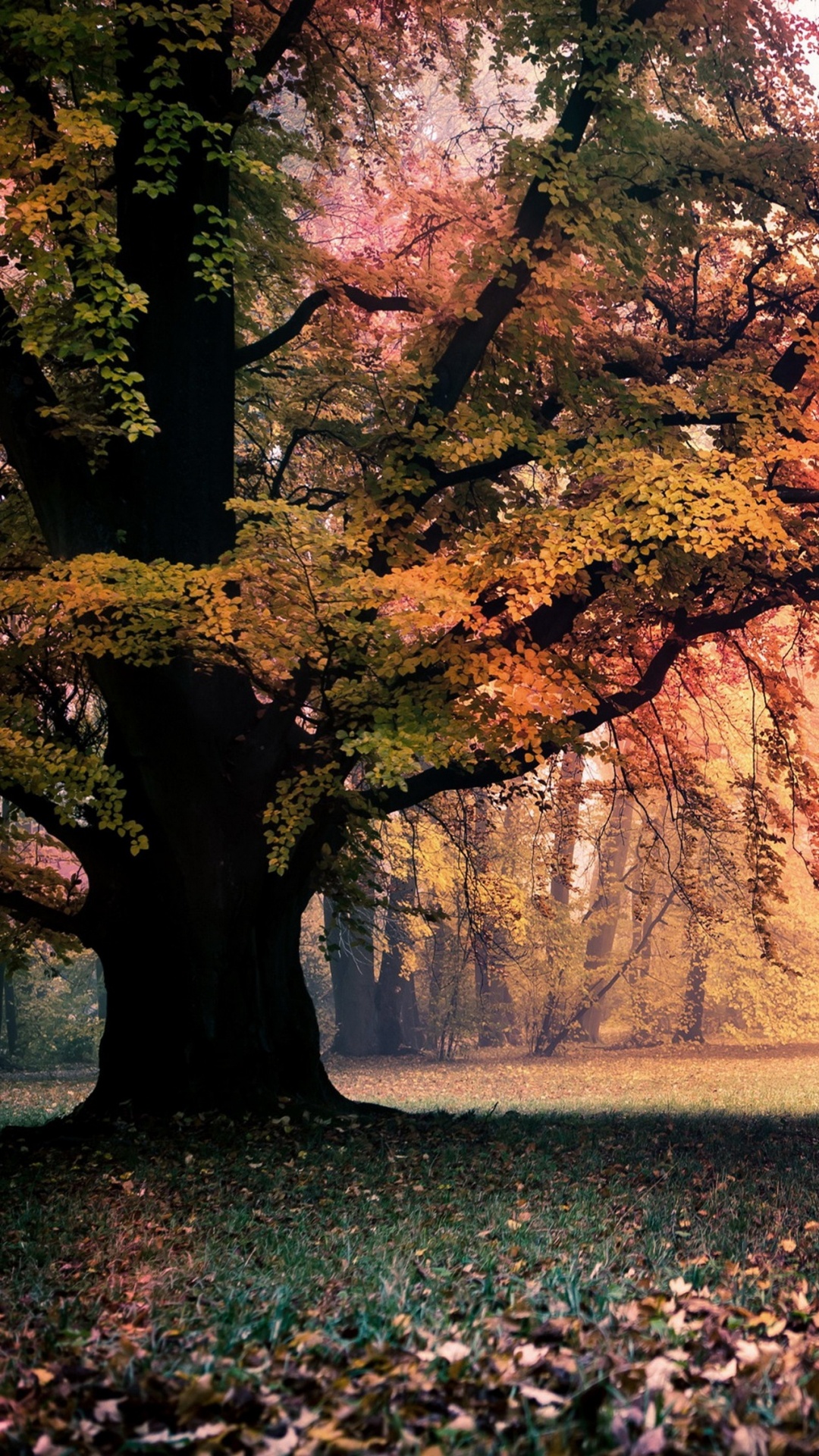 Обои Apple МасВоок Pro, macbook, дерево, природа, лист в разрешении 1080x1920