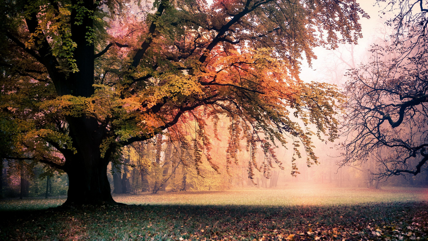 Обои Apple МасВоок Pro, macbook, дерево, природа, лист в разрешении 1366x768