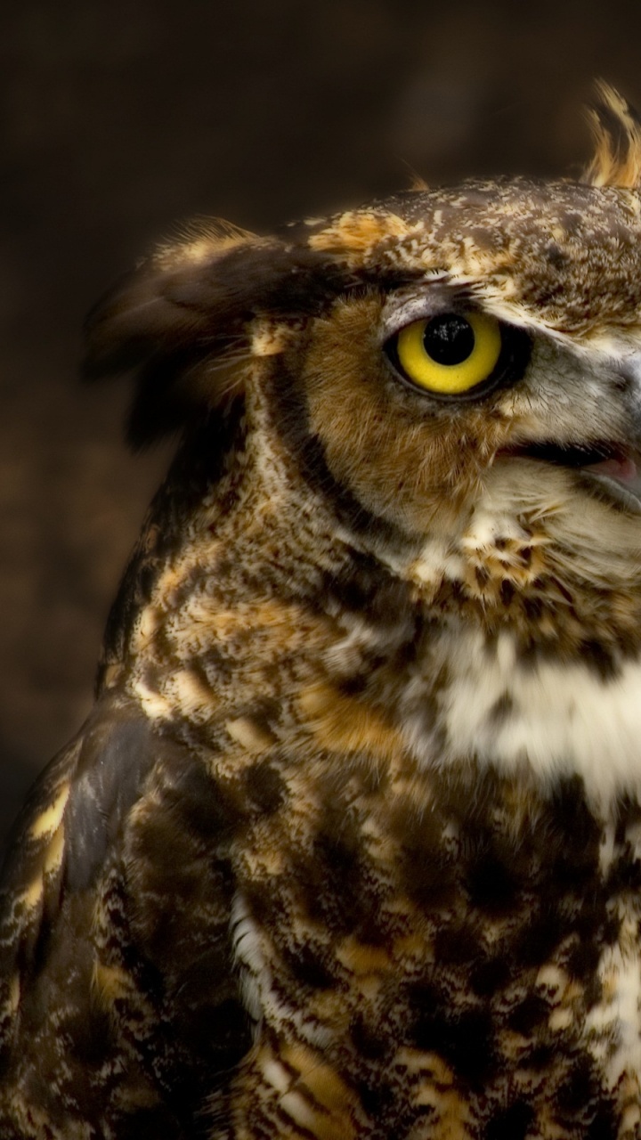 Обои большая рогатая сова, Снежная сова, хищная птица, птица, живая природа в разрешении 720x1280