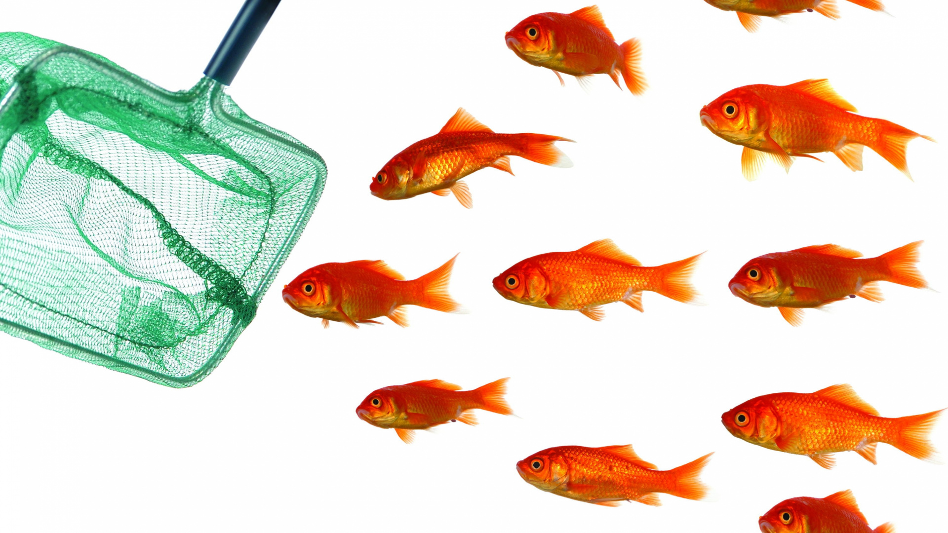 Обои Золотая рыбка, Апельсин, фидер рыб, морская биология, костистая рыба в разрешении 1920x1080