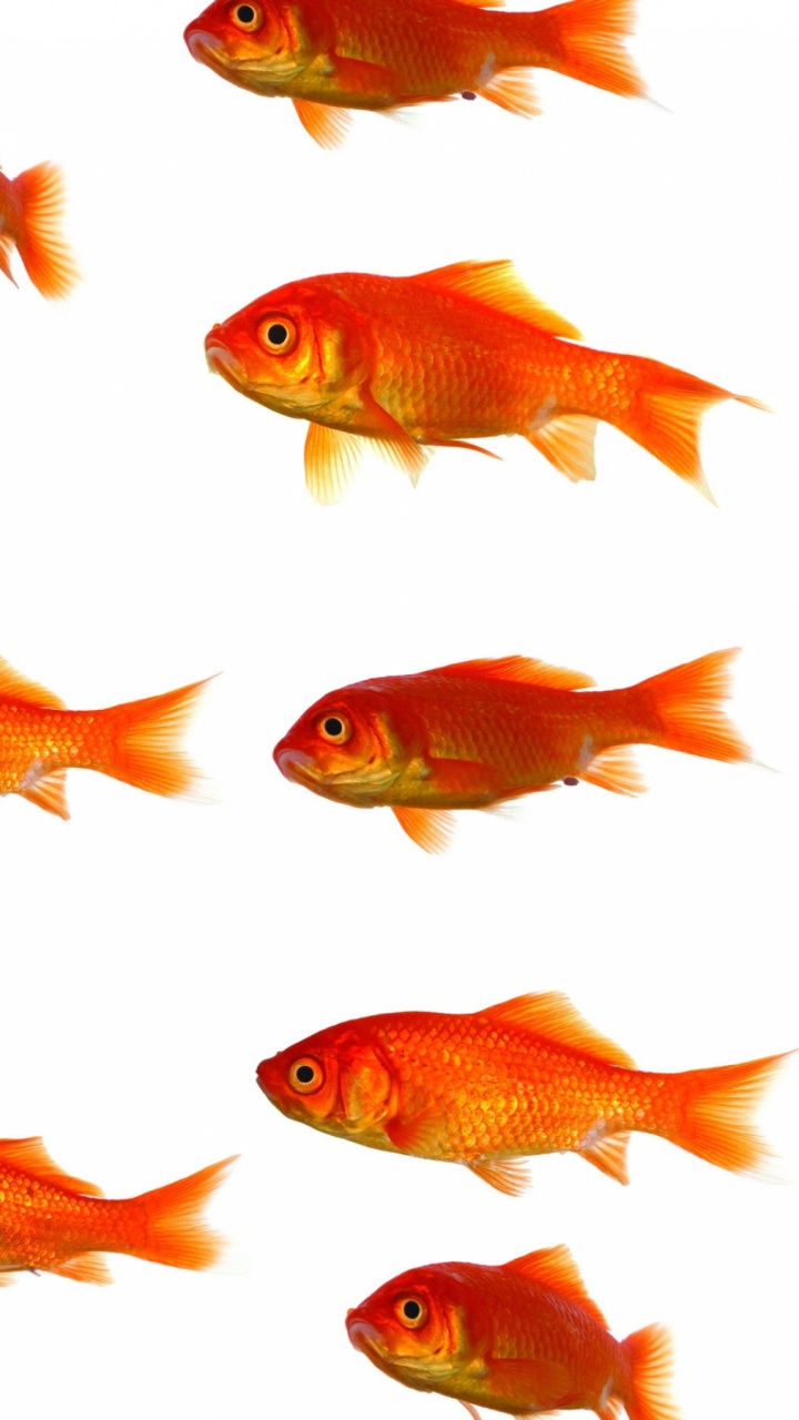 Обои Золотая рыбка, Апельсин, фидер рыб, морская биология, костистая рыба в разрешении 720x1280