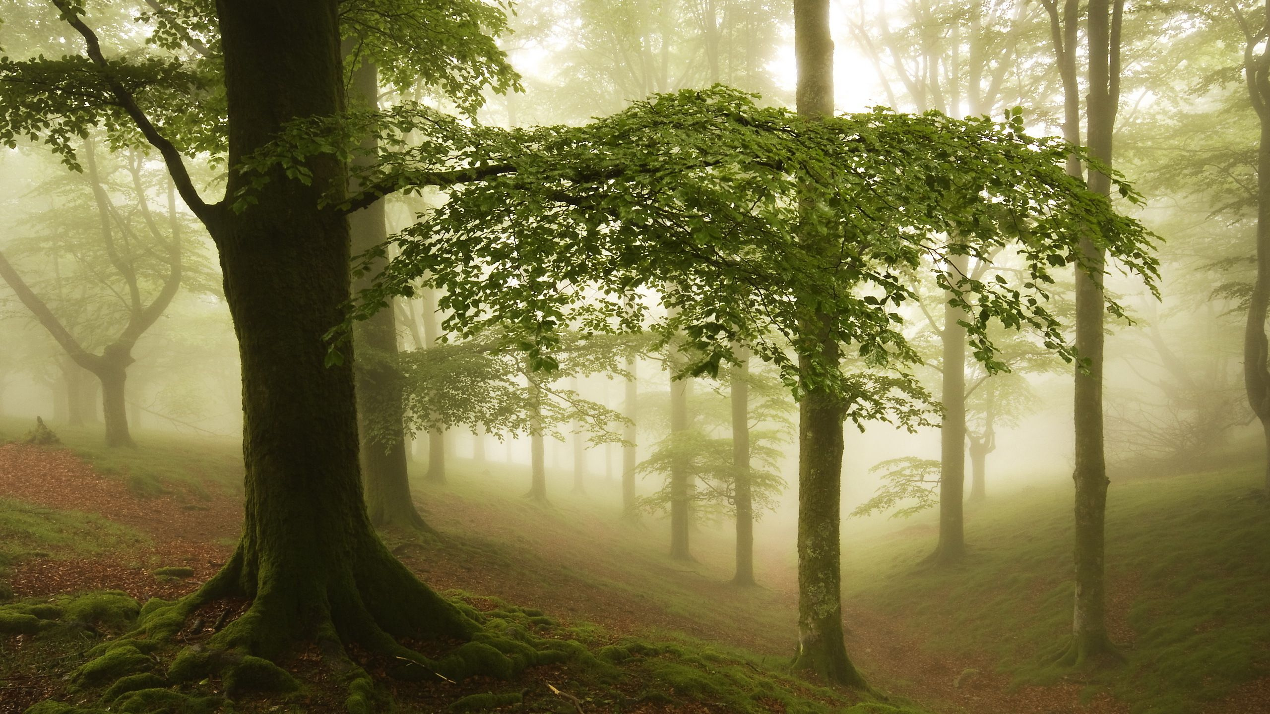 Обои лес, дерево, природа, лесистая местность, солнечный свет в разрешении 2560x1440
