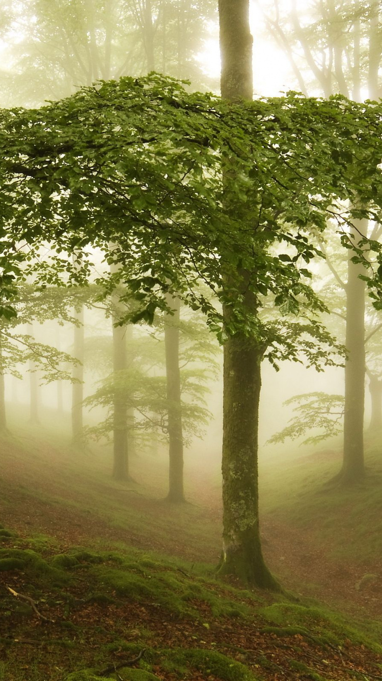 Обои лес, дерево, природа, лесистая местность, солнечный свет в разрешении 750x1334