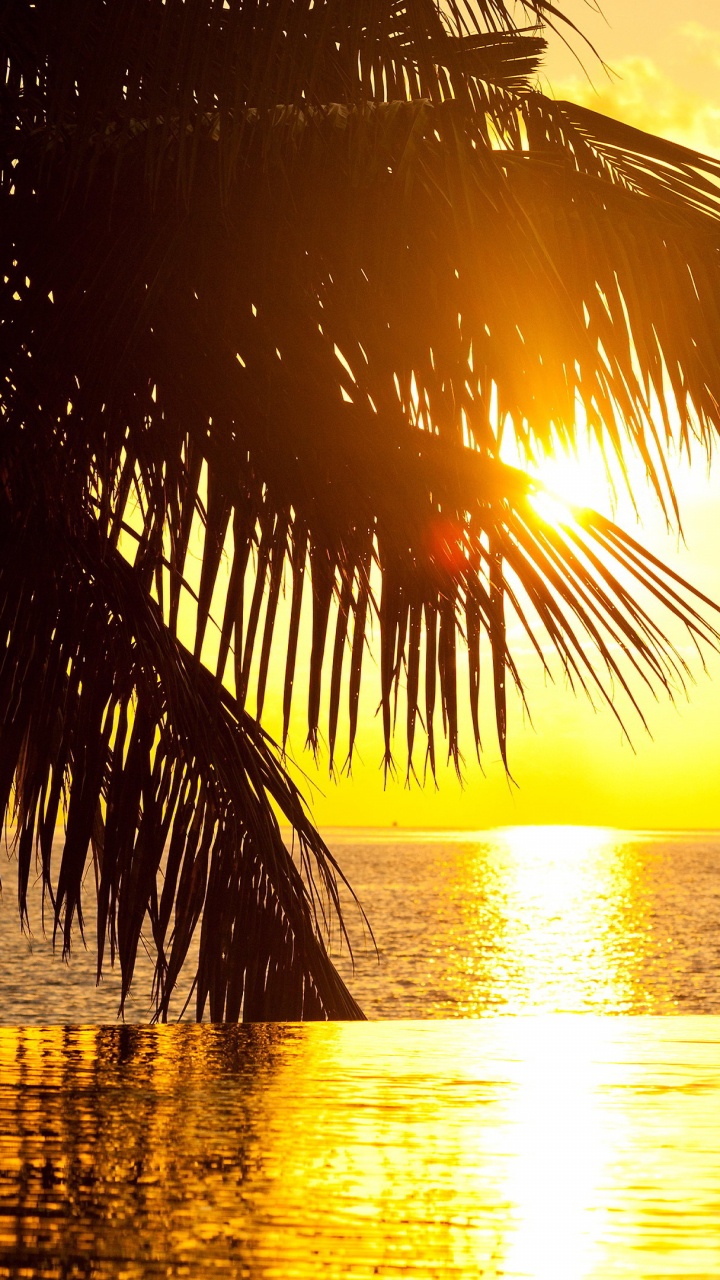 Обои закат, море, Пальма, горизонт, восход солнца в разрешении 720x1280