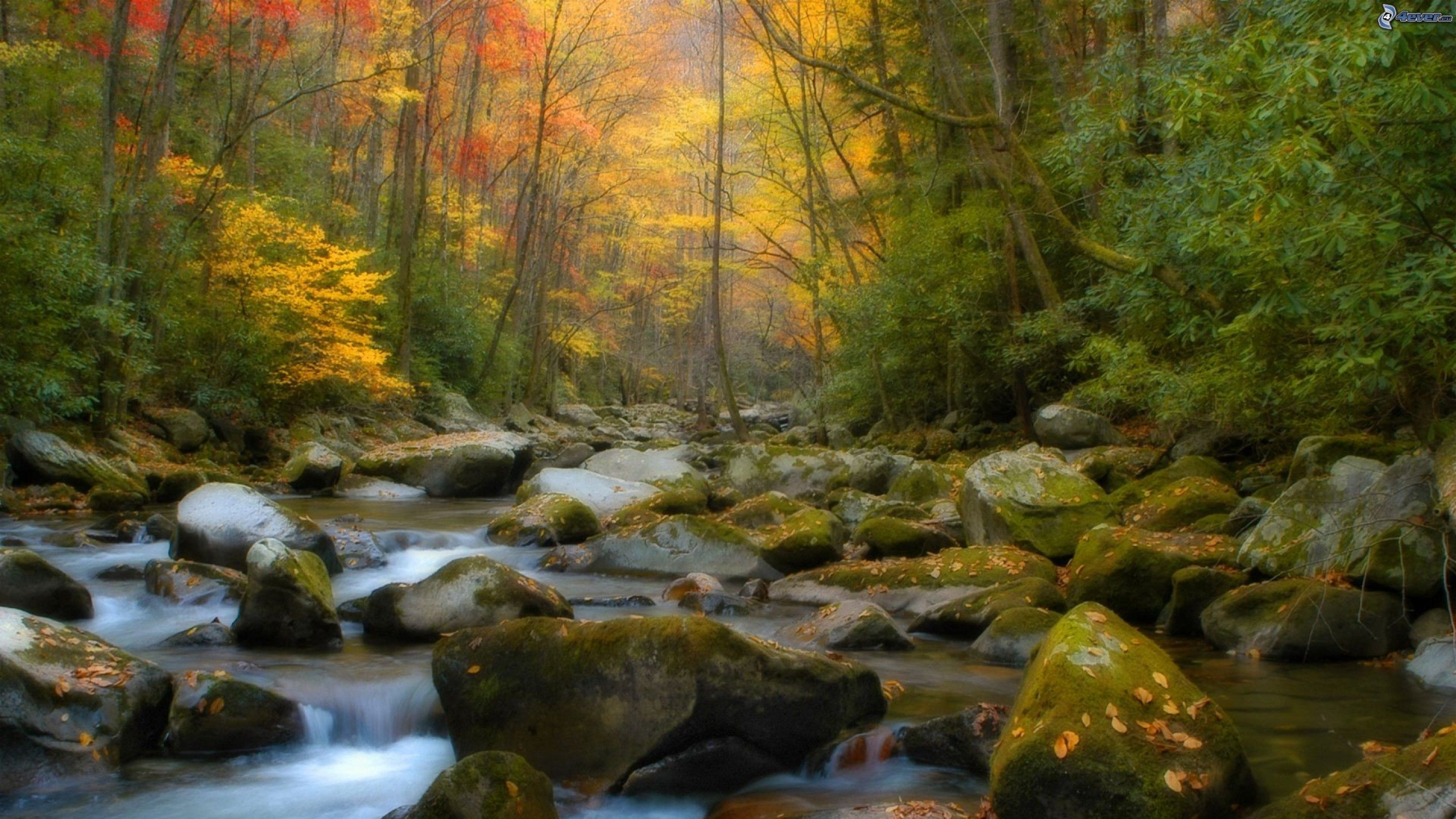 Обои природа, пейзаж, поток, водоем, водоток в разрешении 2560x1440