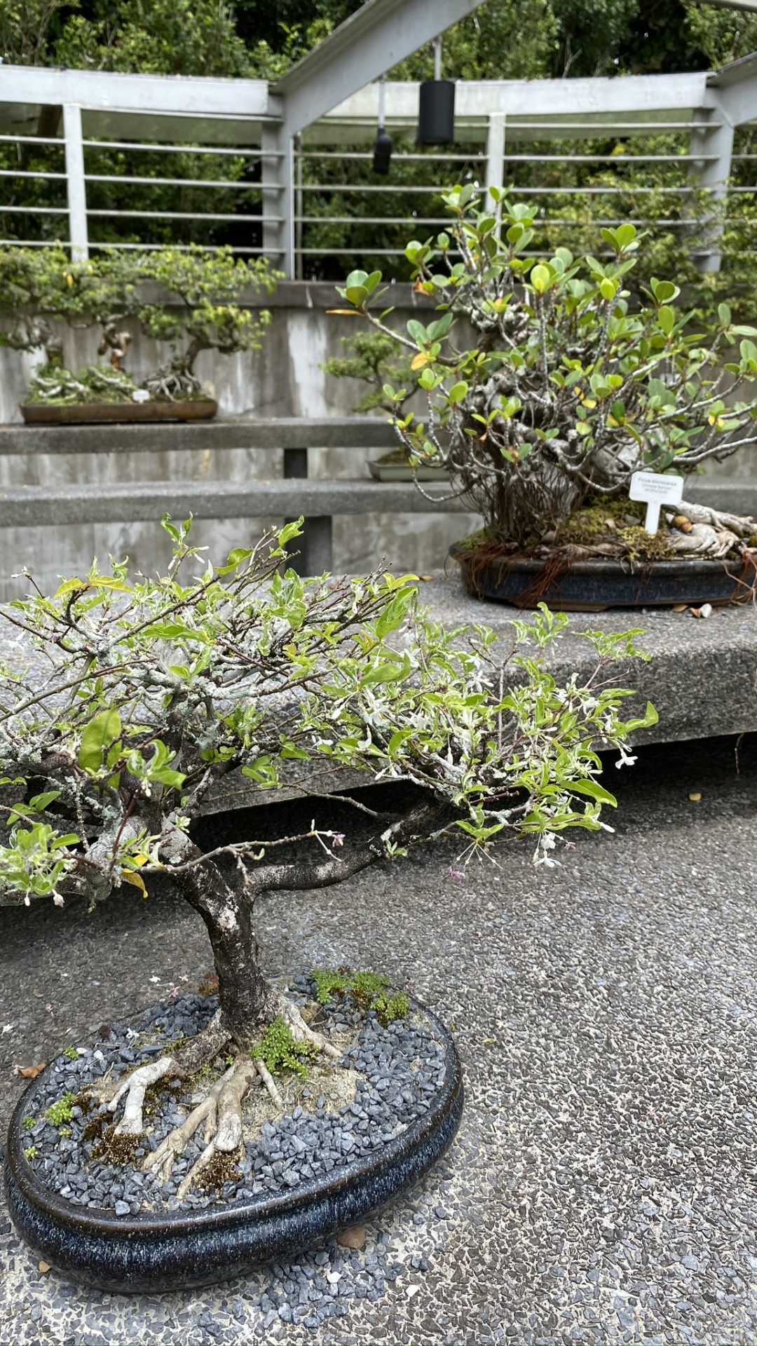 Обои дерево, китайская сладкая слива, бонсай, цветочный горшок, цветок в разрешении 1080x1920