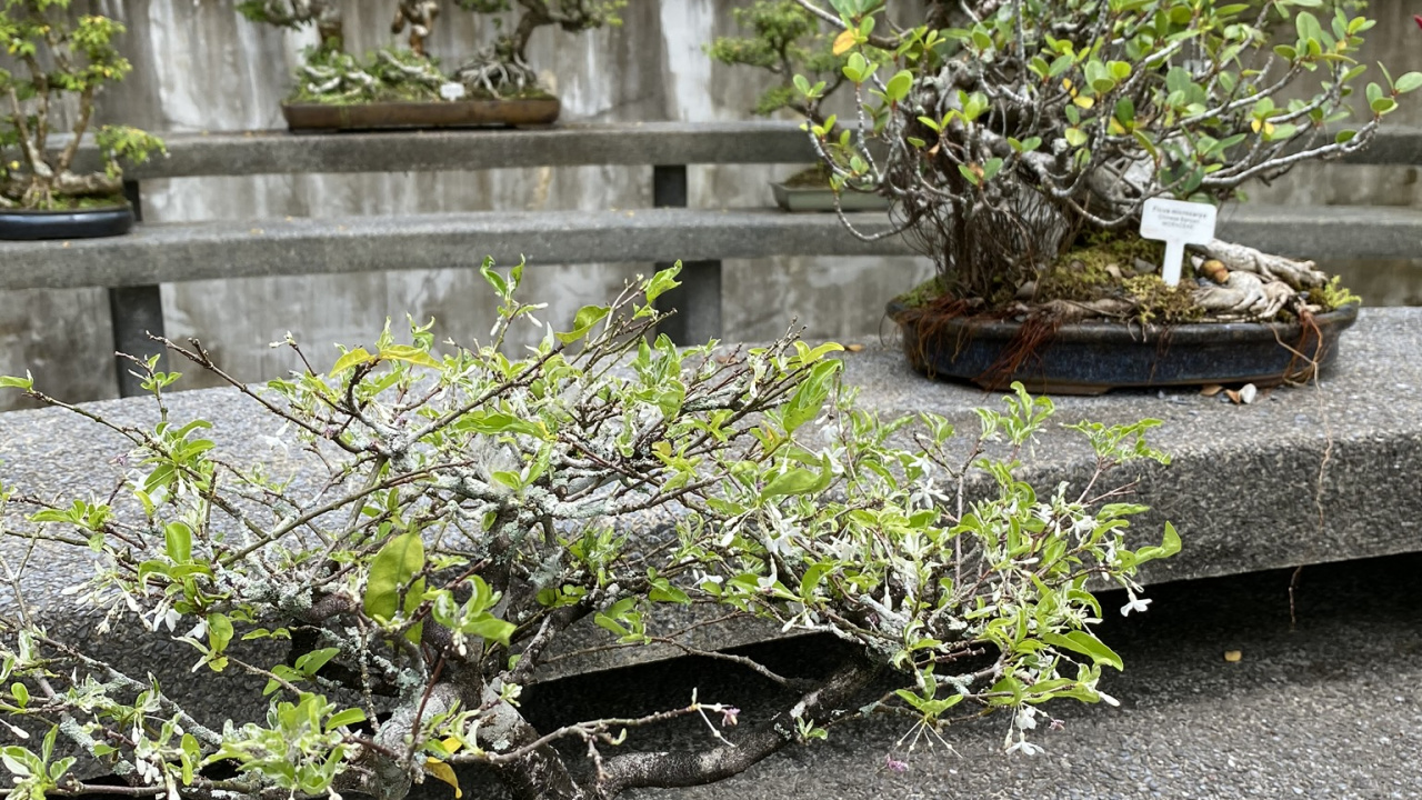 Обои дерево, китайская сладкая слива, бонсай, цветочный горшок, цветок в разрешении 1280x720