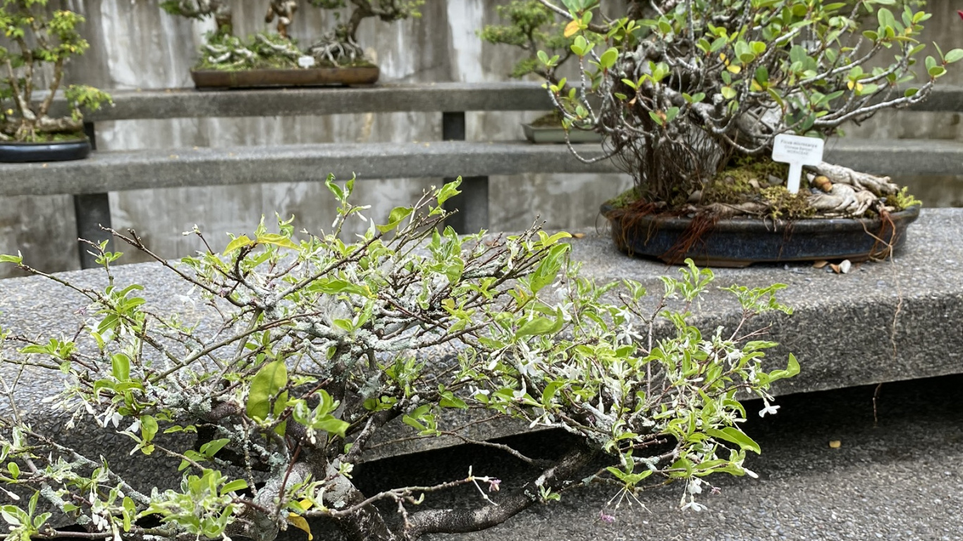 Обои дерево, китайская сладкая слива, бонсай, цветочный горшок, цветок в разрешении 1366x768