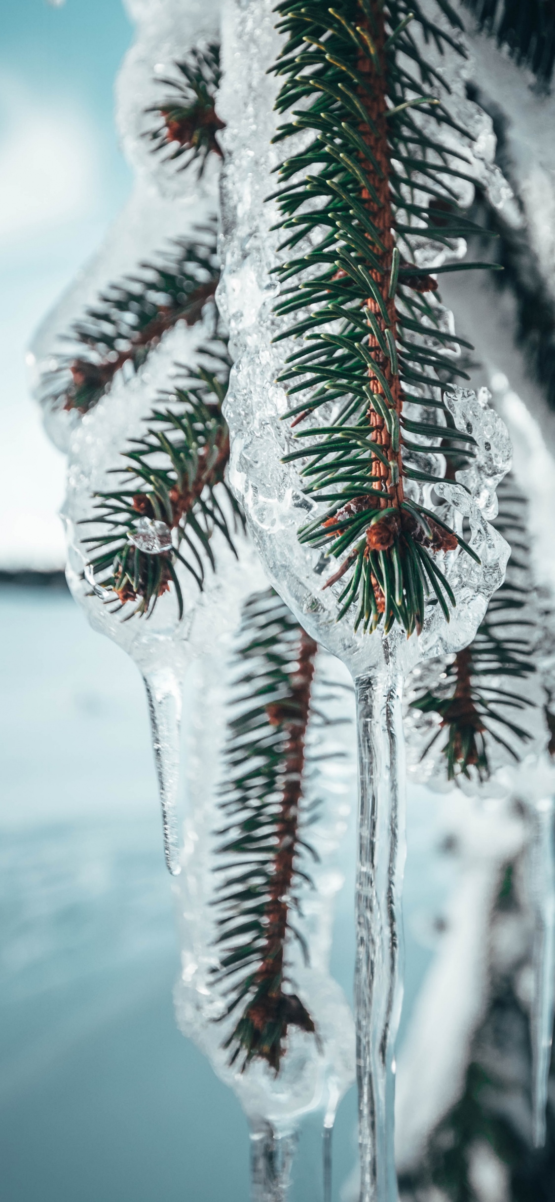 Обои Нокиа 8, Google Pixel, сосна, дерево, андроид в разрешении 1125x2436