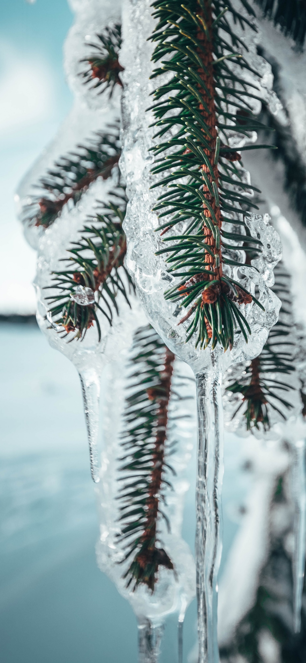 Обои Нокиа 8, Google Pixel, сосна, дерево, андроид в разрешении 1242x2688