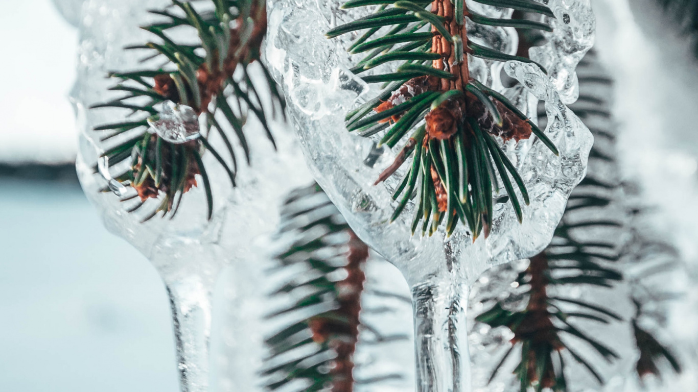 Обои Нокиа 8, Google Pixel, сосна, дерево, андроид в разрешении 1366x768