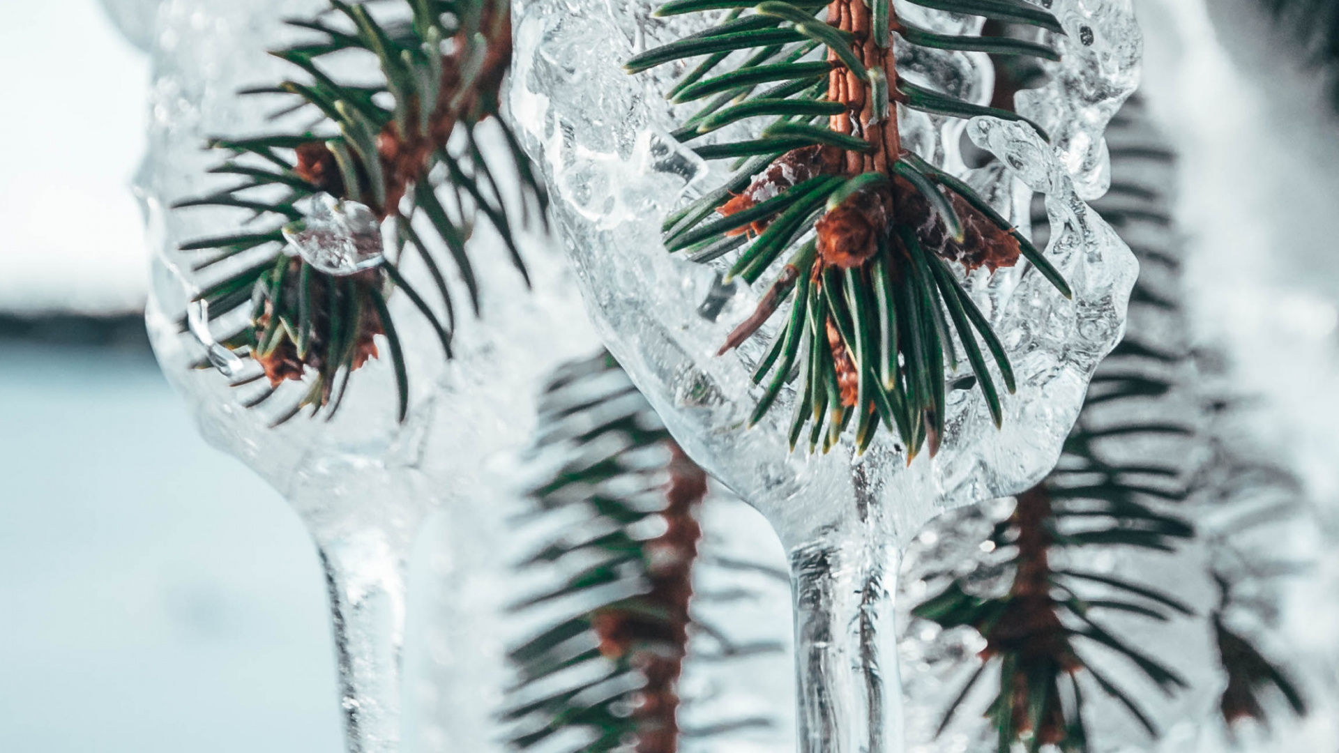 Обои Нокиа 8, Google Pixel, сосна, дерево, андроид в разрешении 1920x1080