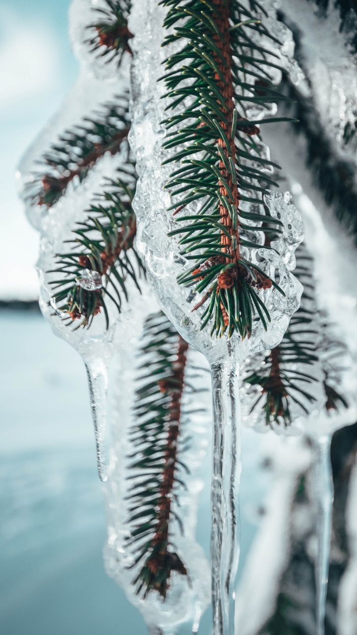 Обои Нокиа 8, Google Pixel, сосна, дерево, андроид в разрешении 720x1280