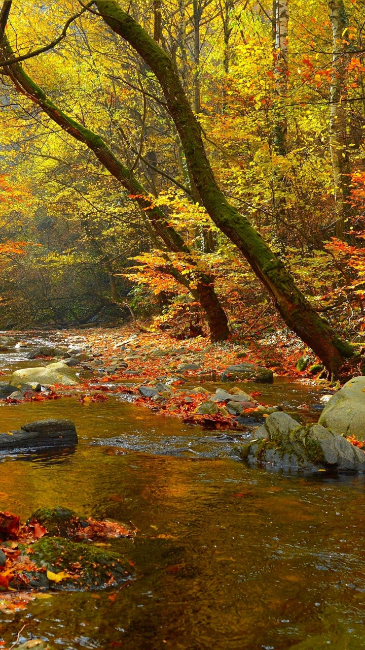 Обои лист, дерево, осень, Осенняя окраска листьев, листопадные в разрешении 720x1280