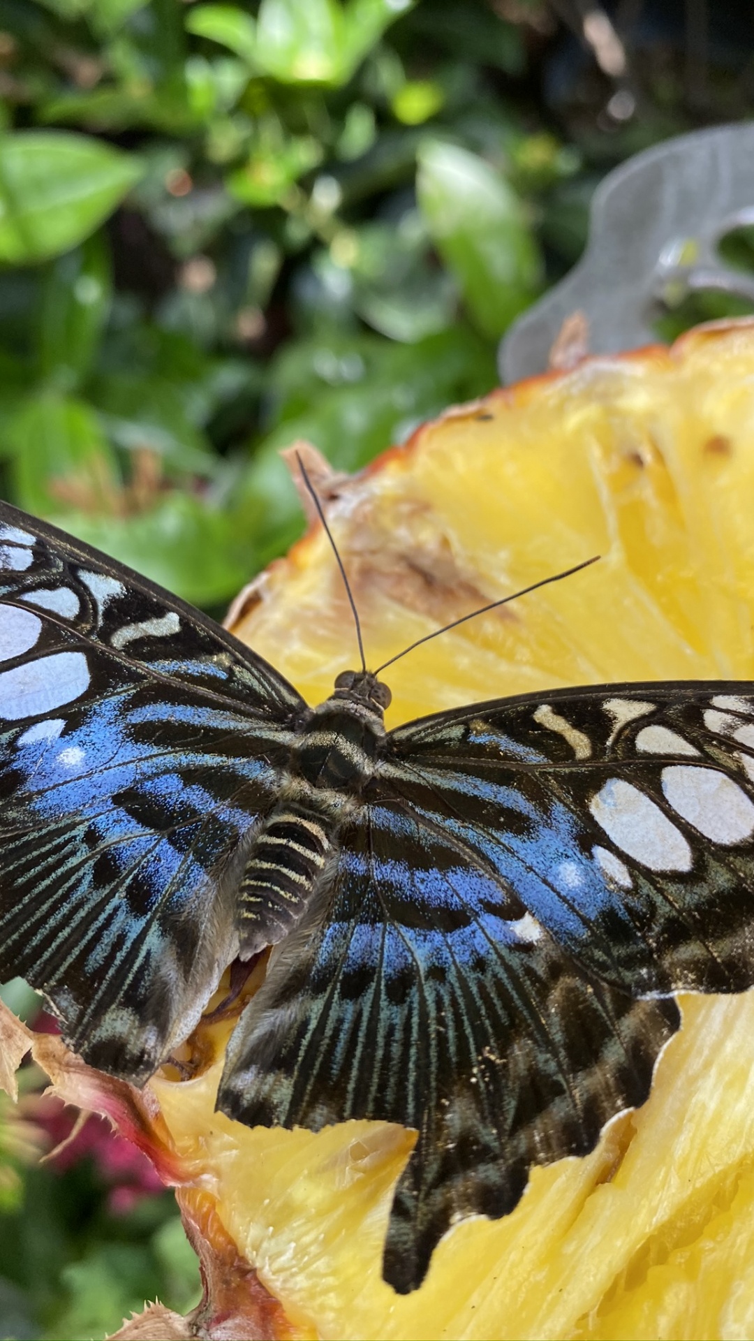 Обои насекомое, бабочкамонарх, членистоногое, беспозвоночных, желтый в разрешении 1080x1920