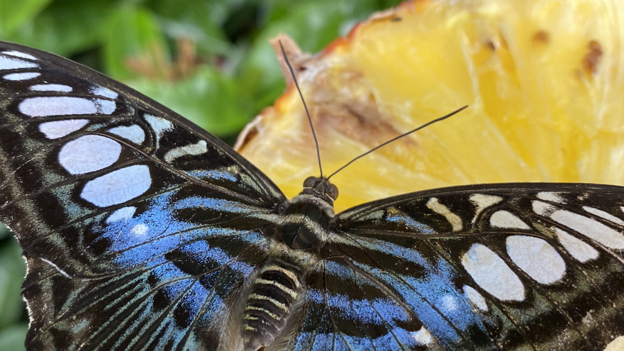 Обои насекомое, бабочкамонарх, членистоногое, беспозвоночных, желтый в разрешении 1280x720