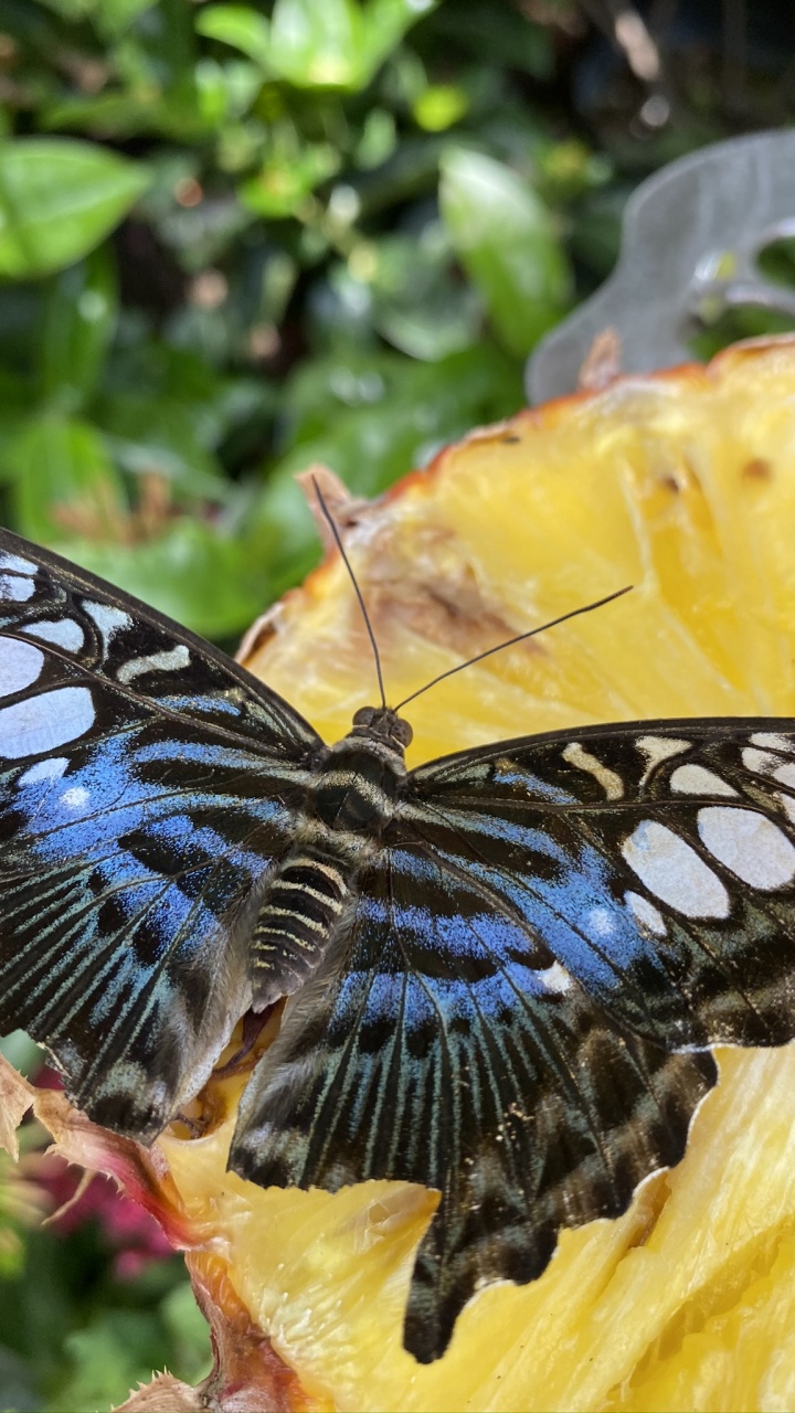 Обои насекомое, бабочкамонарх, членистоногое, беспозвоночных, желтый в разрешении 720x1280