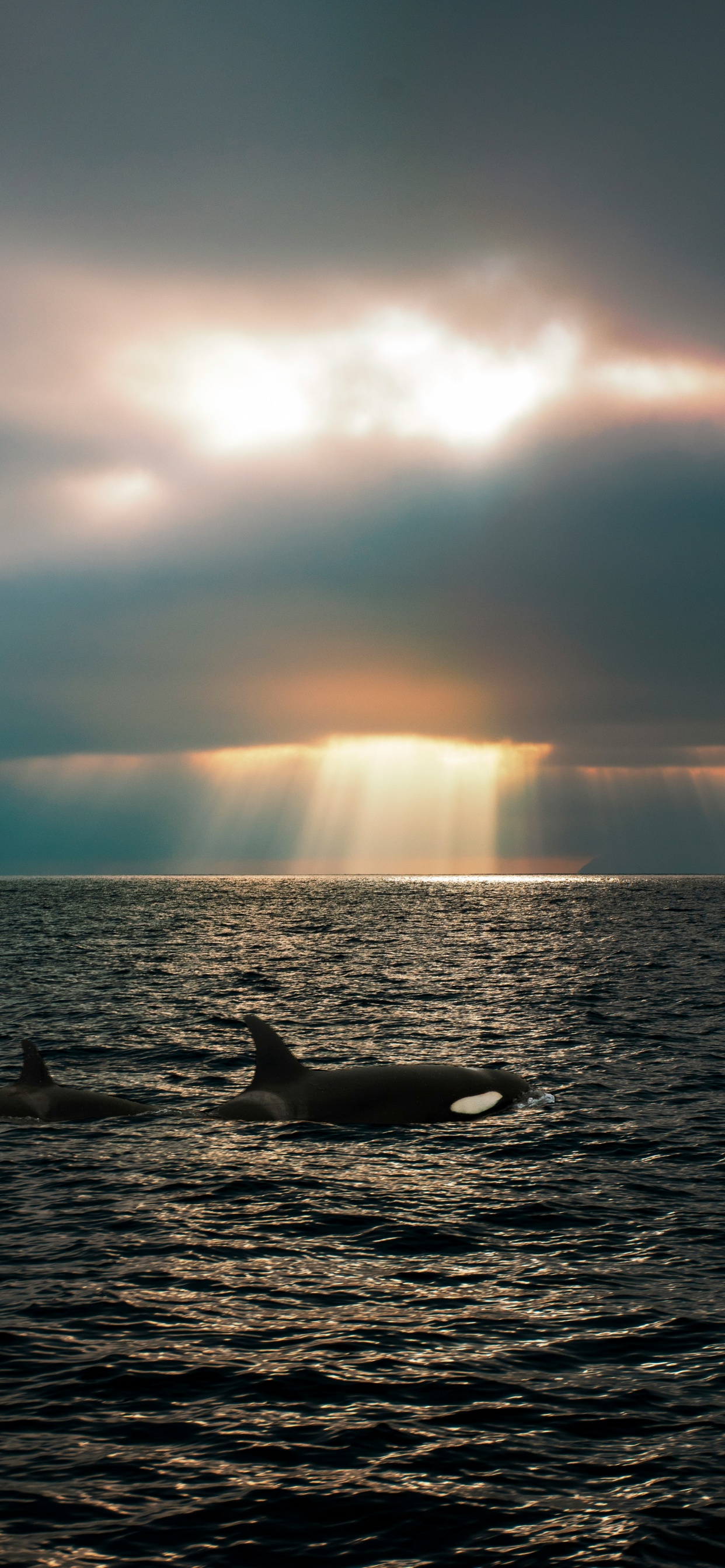 Обои море, море салиш, касатка, Кит, Пьюджет-саунд в разрешении 1242x2688