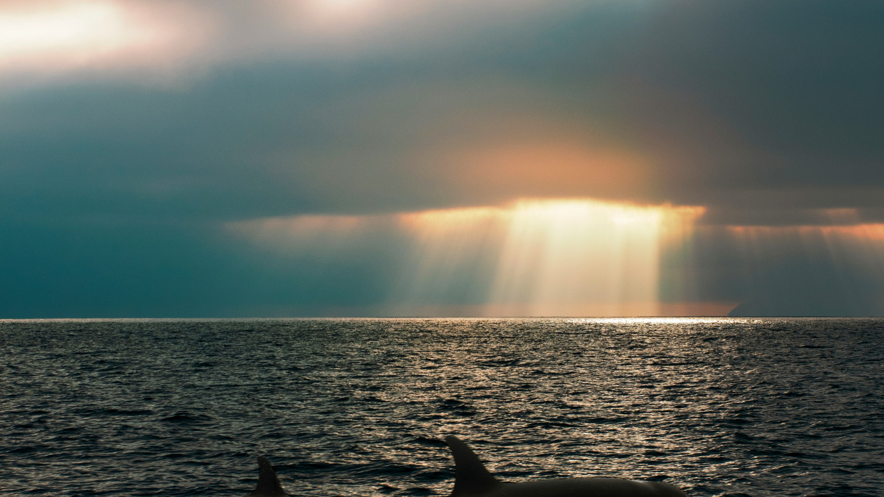 Обои море, море салиш, касатка, Кит, Пьюджет-саунд в разрешении 1280x720