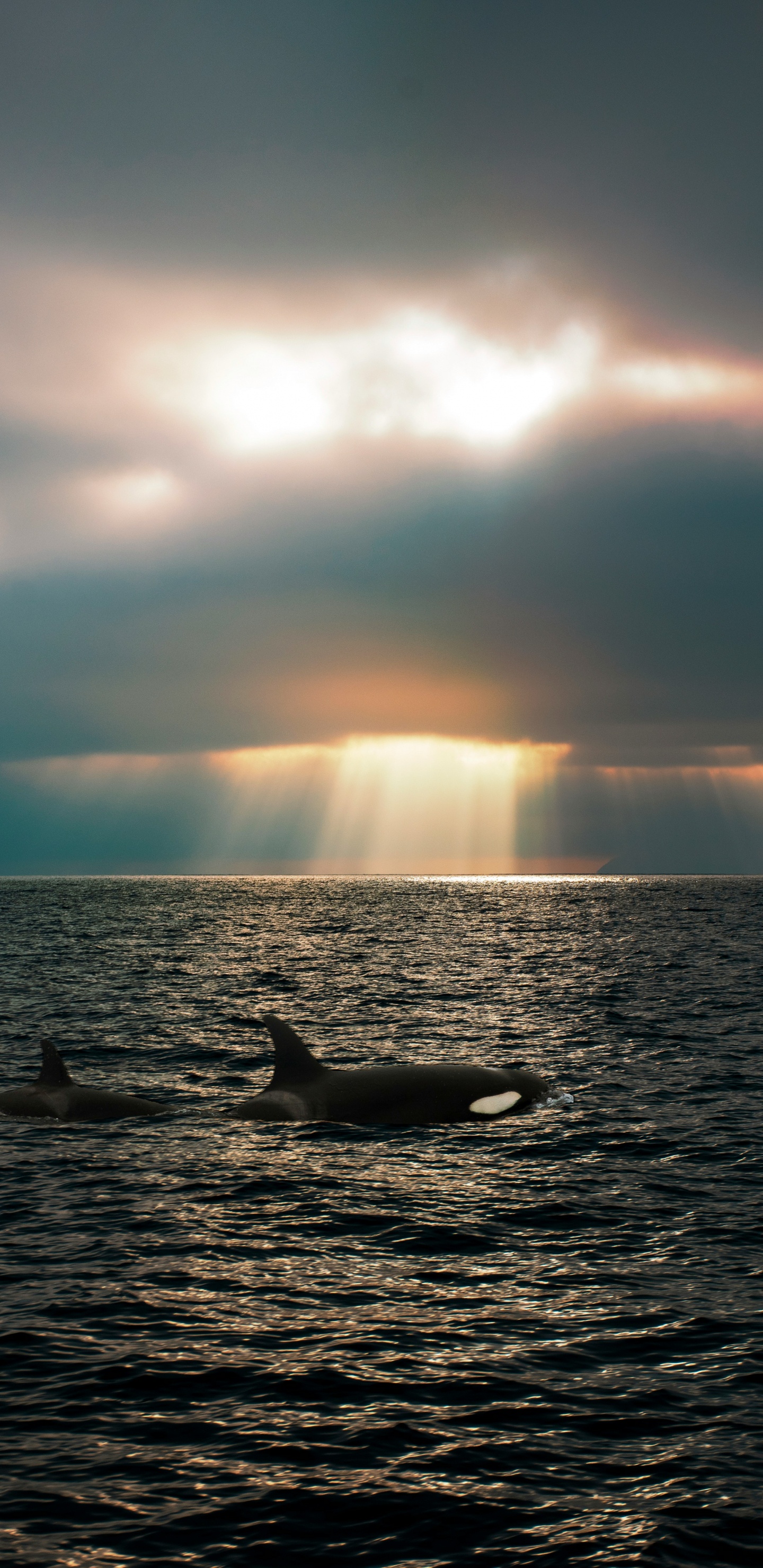 Обои море, море салиш, касатка, Кит, Пьюджет-саунд в разрешении 1440x2960