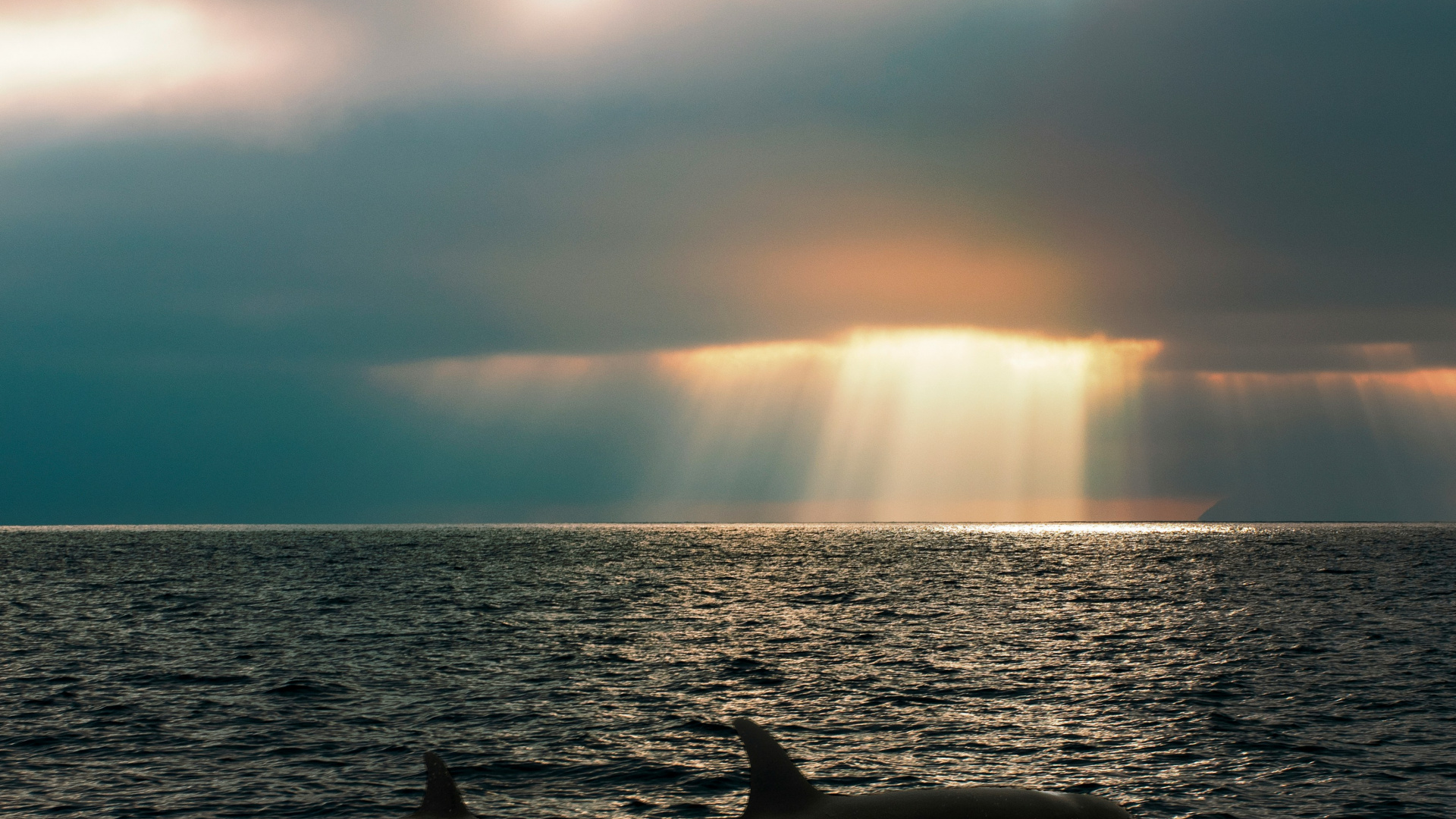 Обои море, море салиш, касатка, Кит, Пьюджет-саунд в разрешении 1920x1080