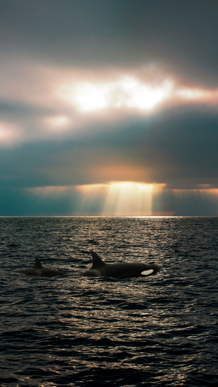 Обои море, море салиш, касатка, Кит, Пьюджет-саунд в разрешении 720x1280